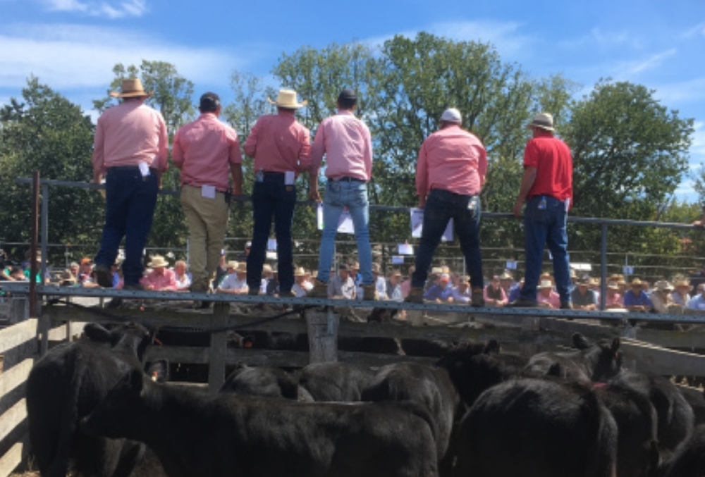Rural Bank Joe Boyle attending a cattle event