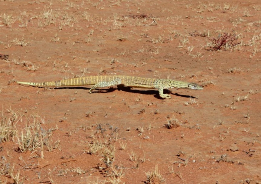 Lizard in the field