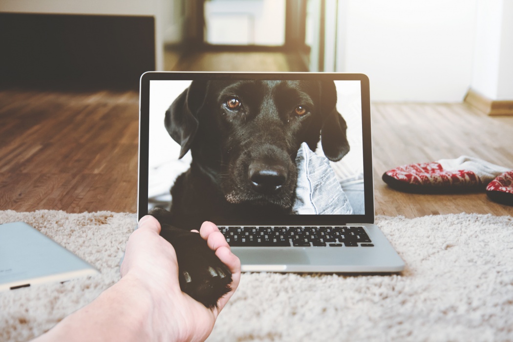 Facetime with dog