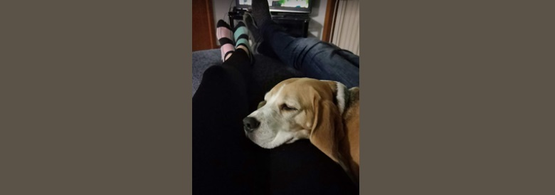 end of day chill with dog at home and watch tv