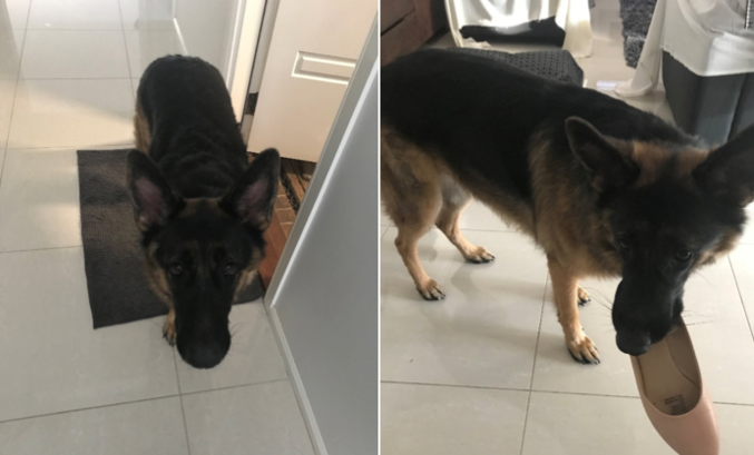 McConnell Dowell Su German Shepherd with a shoe in his mouth