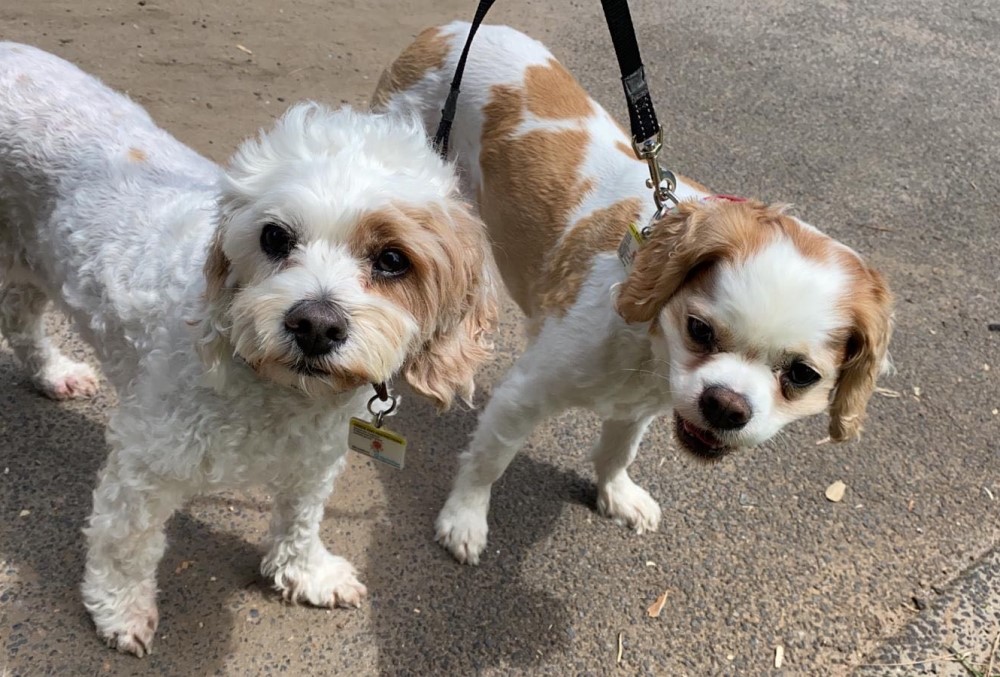 Exponential Trading Graduate Celeste Chai. Two dogs with leashes.